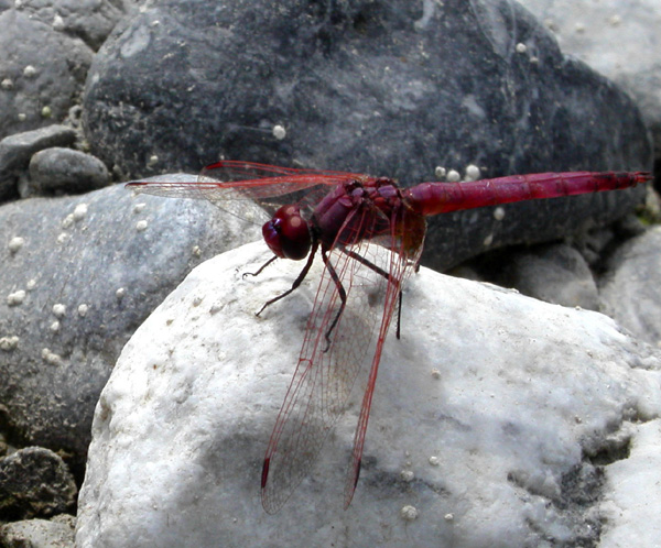 Trithemis annulata